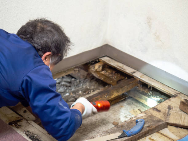 Best Mold Remediation  in Ponchatou, LA