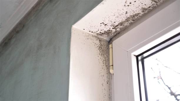 Best Black Mold Removal  in Ponchatou, LA