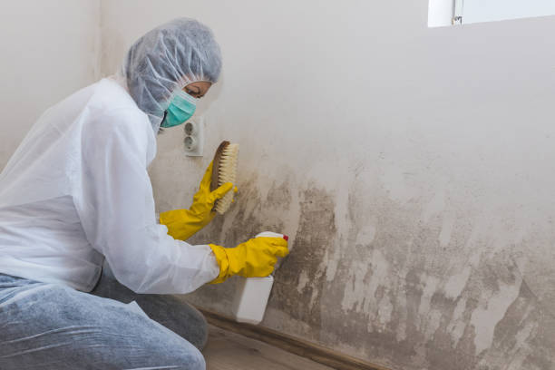Best Office Mold Removal Services  in Ponchatou, LA