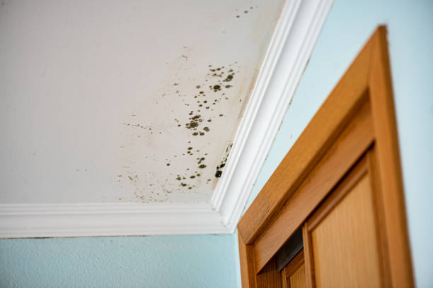 Best Water Damage Restoration  in Ponchatou, LA