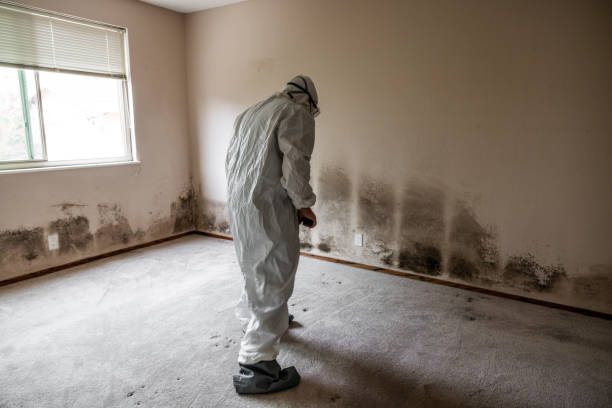 Best Same-Day Mold Removal  in Ponchatou, LA