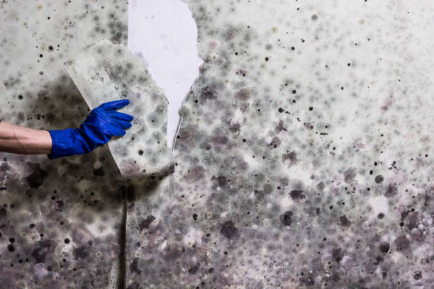 Best Water Damage Restoration  in Ponchatou, LA