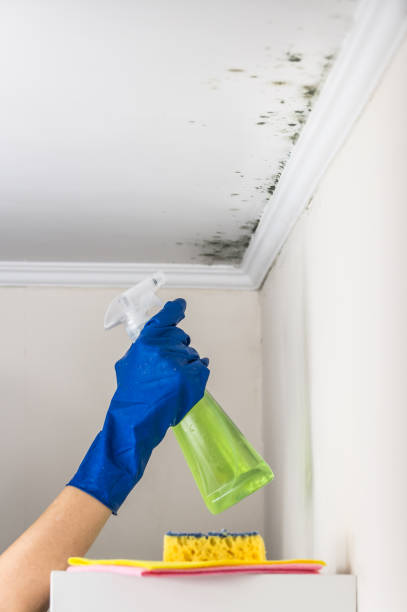 Best Attic Mold Removal  in Ponchatou, LA