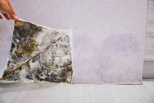 Ponchatoula, LA Mold Removal Company